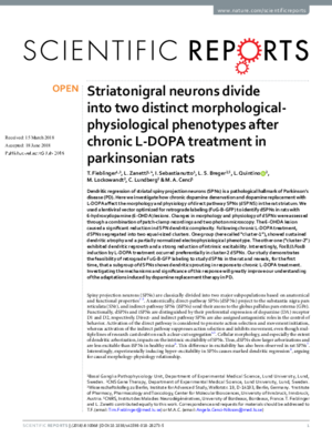 2017_Fieblinger-Striatonigral.pdf