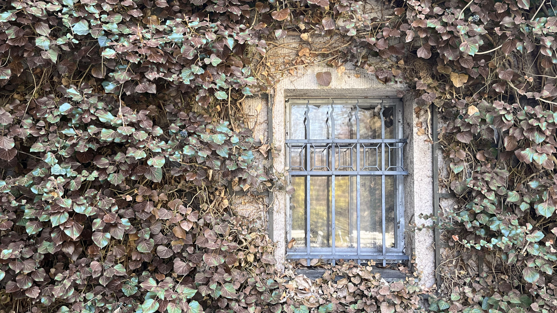 Welkender Efeu um ein Fenster